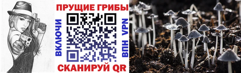 Псилоцибиновые грибы MAGIC MUSHROOMS цены наркотик мега зеркало Высоцк